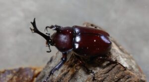 カブトムシ